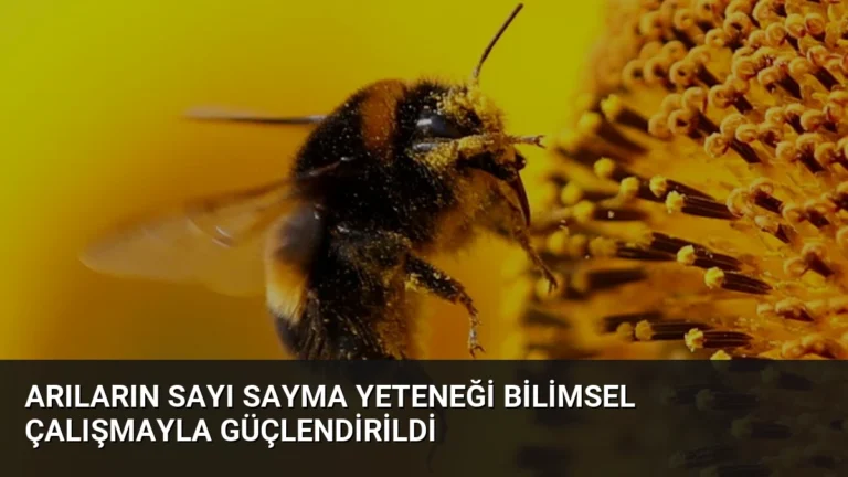 Arıların Sayı Sayma Yeteneği Bilimsel Çalışmayla Güçlendirildi