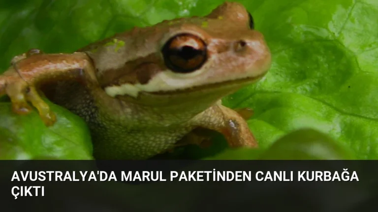 Avustralya’da Marul Paketinden Canlı Kurbağa Çıktı