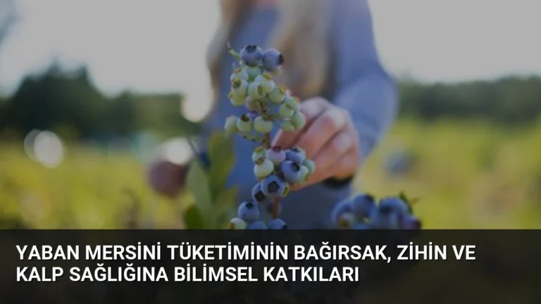 Yaban Mersini Tüketiminin Bağırsak, Zihin ve Kalp Sağlığına Bilimsel Katkıları