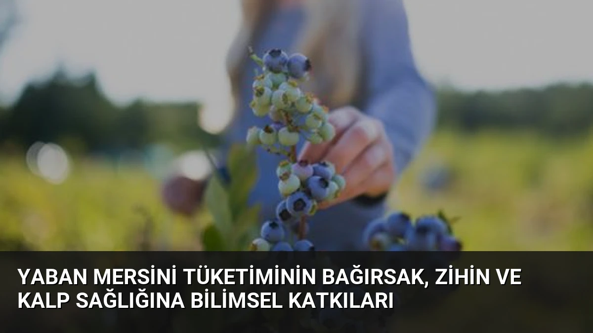 Yaban Mersini Tüketiminin Bağırsak, Zihin ve Kalp Sağlığına Bilimsel Katkıları