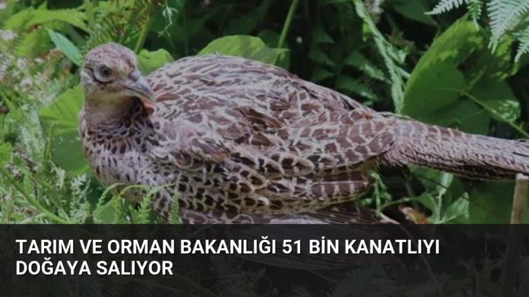 Tarım ve Orman Bakanlığı 51 Bin Kanatlıyı Doğaya Salıyor