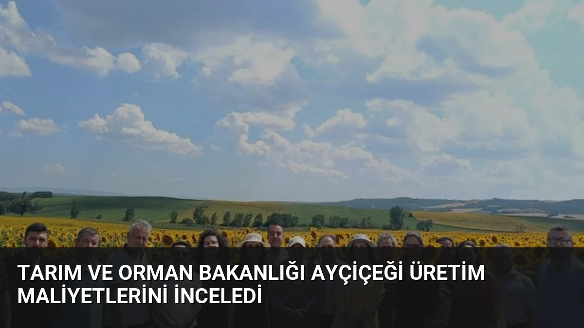 Tarım ve Orman Bakanlığı Ayçiçeği Üretim Maliyetlerini İnceledi