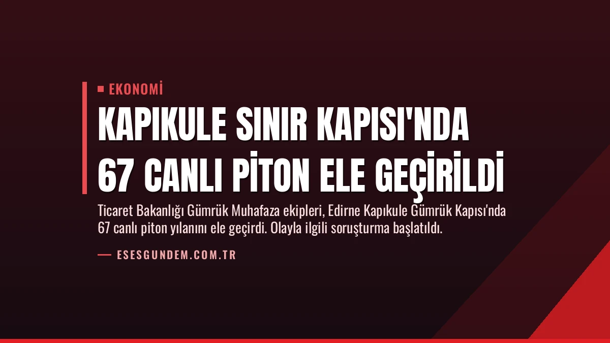 Kapıkule Sınır Kapısı’nda 67 Canlı Piton Ele Geçirildi
